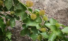 Cây lạc tiên - Vị thuốc chữa mất ngủ